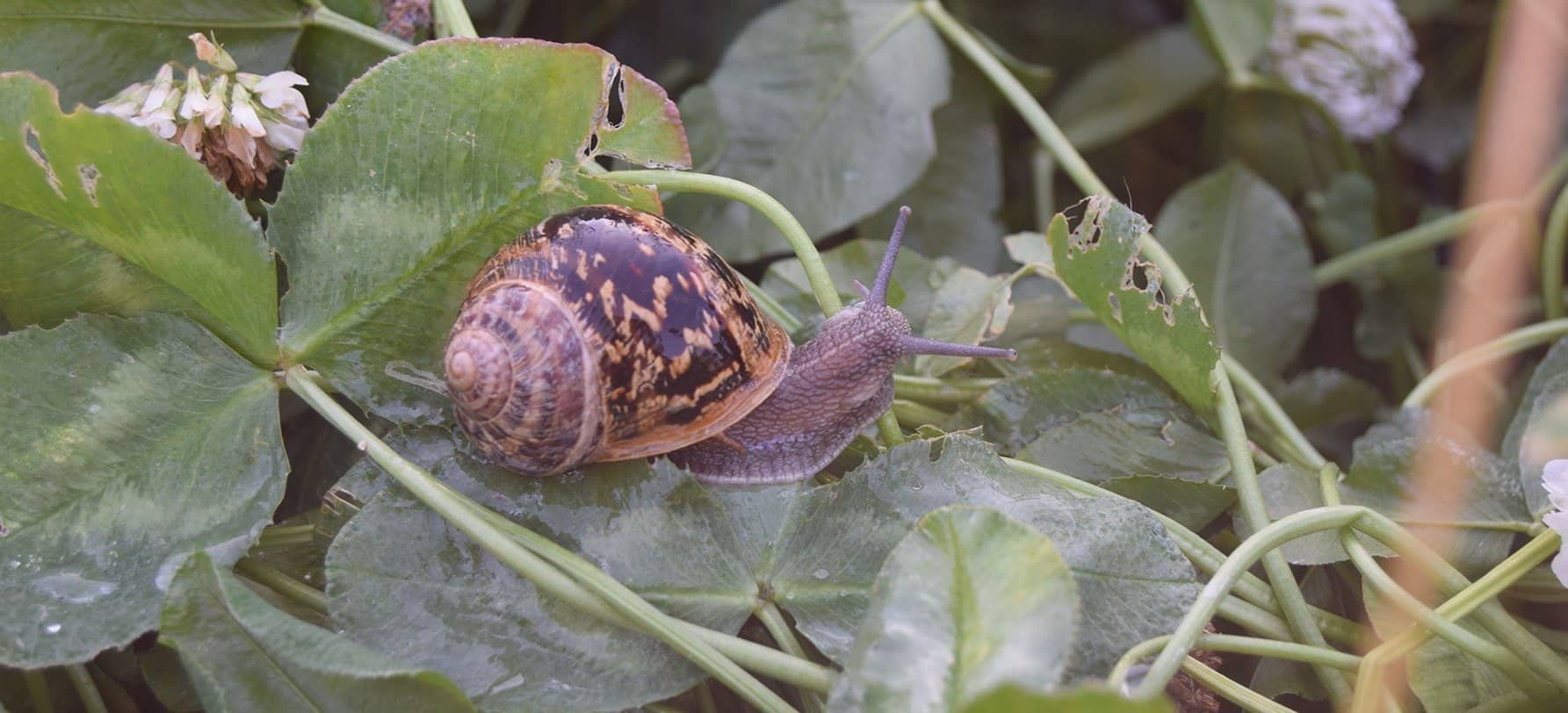 Fondo caracol